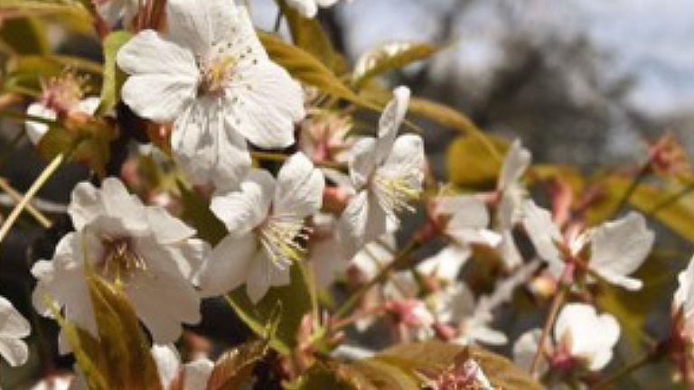 山桜